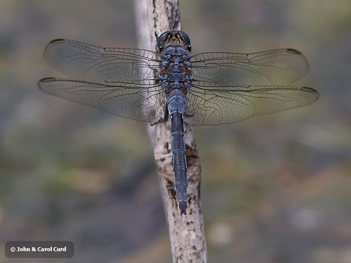 Orthetrum trinacria male-3837.jpg